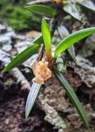 Image of Maxillaria uncata Lindl.