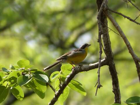 صورة Emberiza cabanisi (Reichenow 1875)