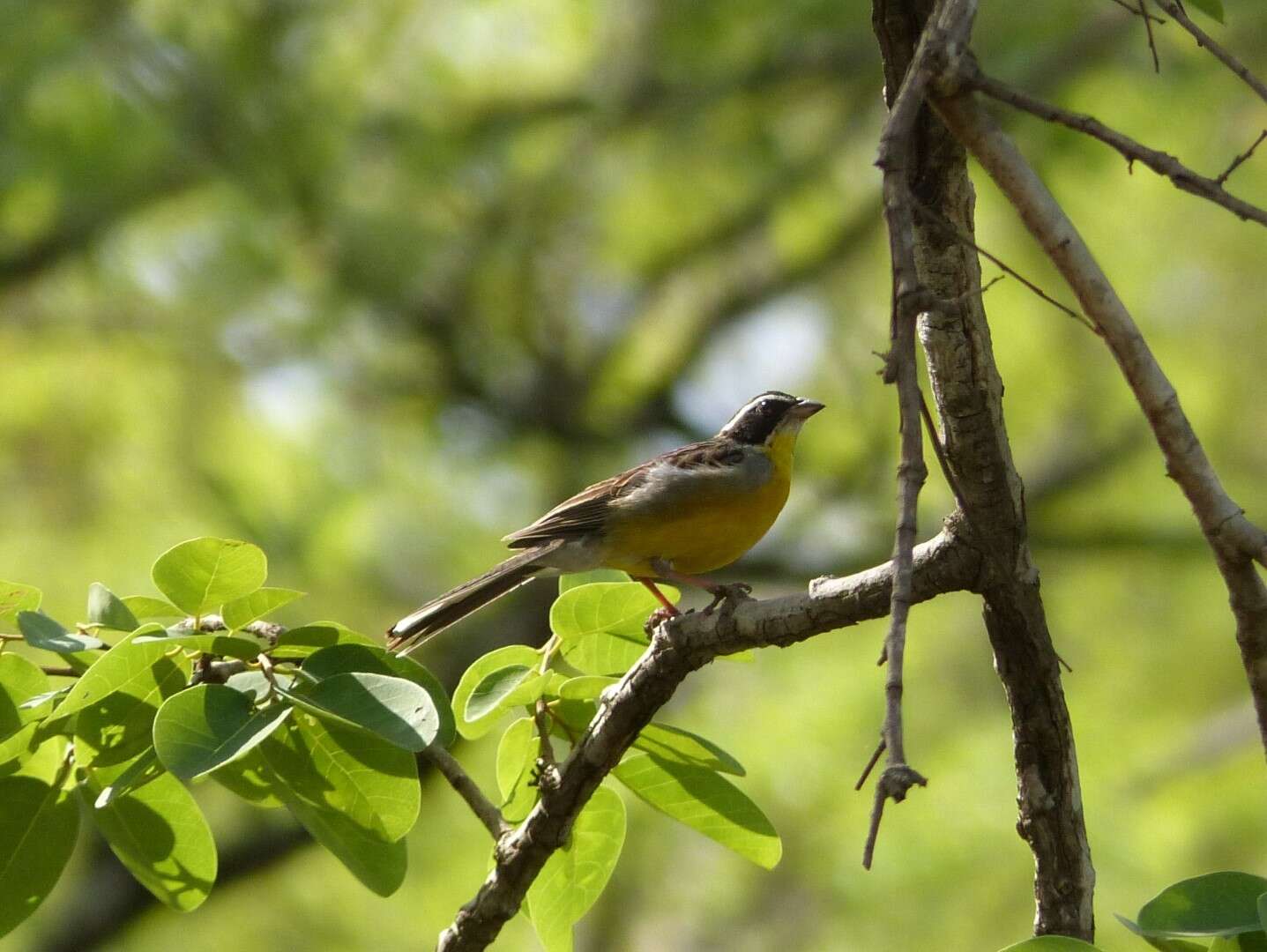 Слика од Emberiza cabanisi (Reichenow 1875)