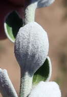 Plancia ëd Senecio pauciflosculosus C. Jeffrey