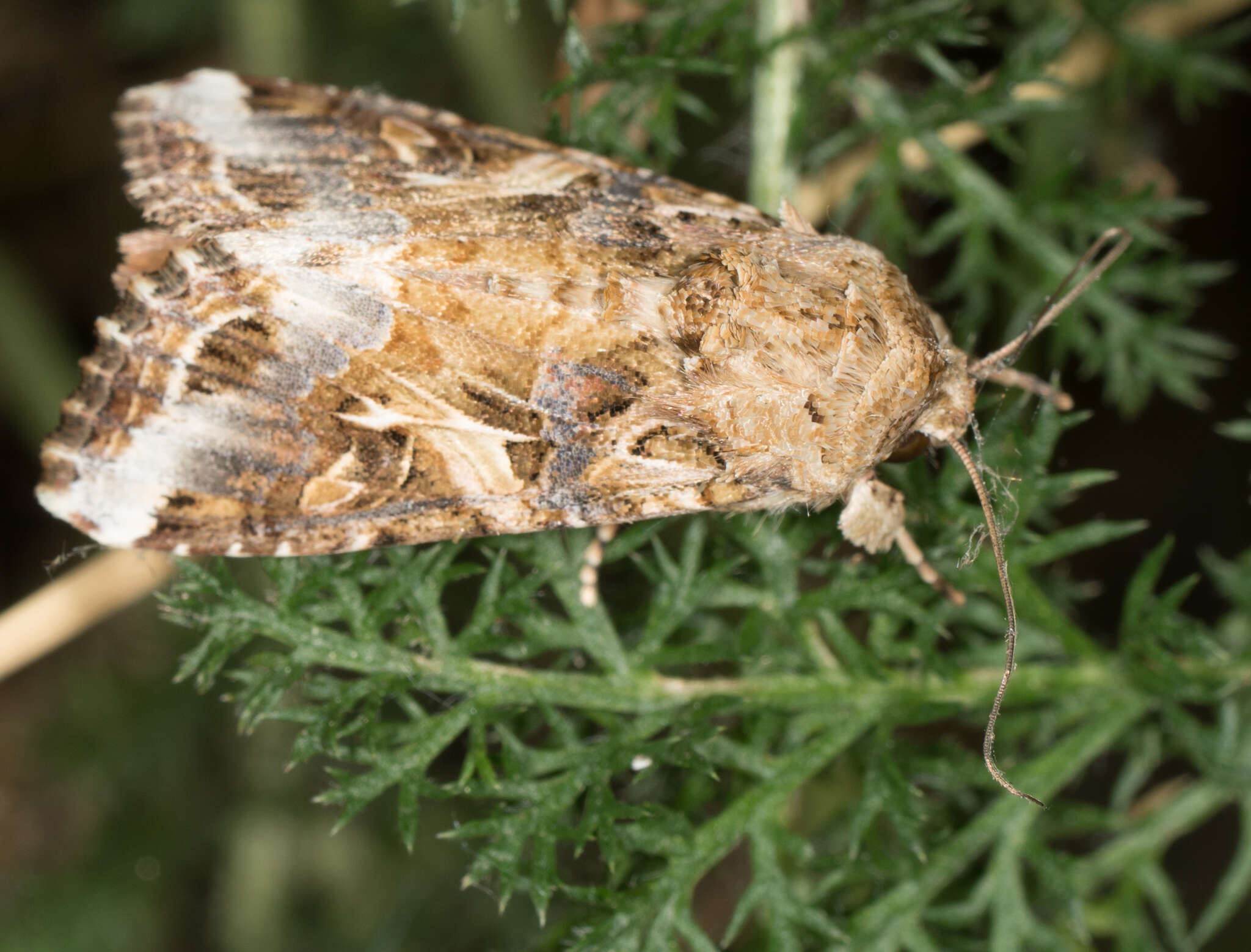 Image of Yellow-striped Armyworm Moth