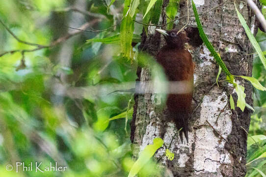 Image of Chestnut Woodpecker