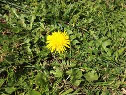 Image of Common Dandelion