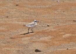 Image of Western snowy plover