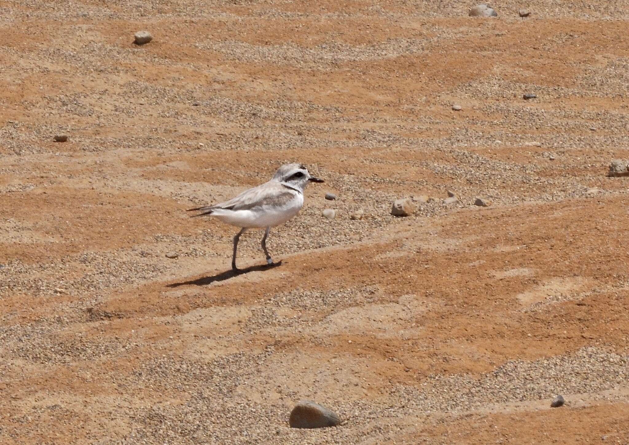 Image of Western snowy plover
