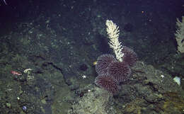 Image of Pom-pom anemone