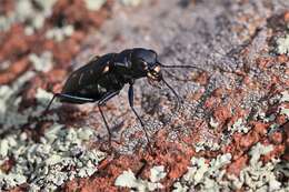 Image of Cicindela (Cicindelidia) obsoleta vulturina Le Conte 1853