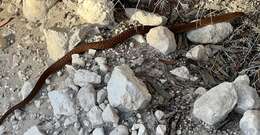 Image of Peninsula Brown Snake