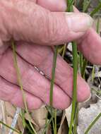 Image de Lomandra preissii (Endl.) Ewart