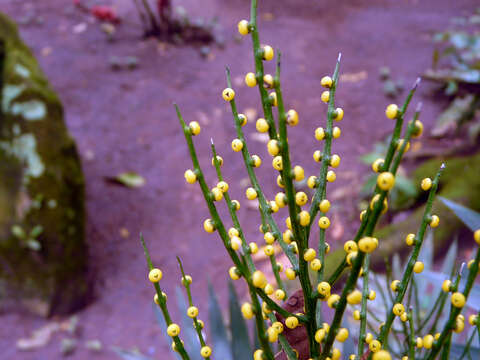 Image of parlor palm