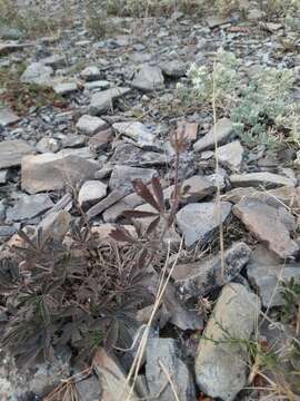 Image of Potentilla taurica Willd. ex Schltdl.