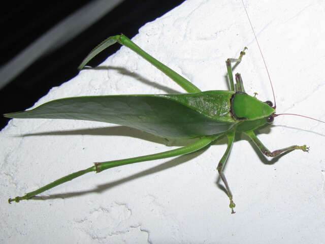 Image of Giant Katydid