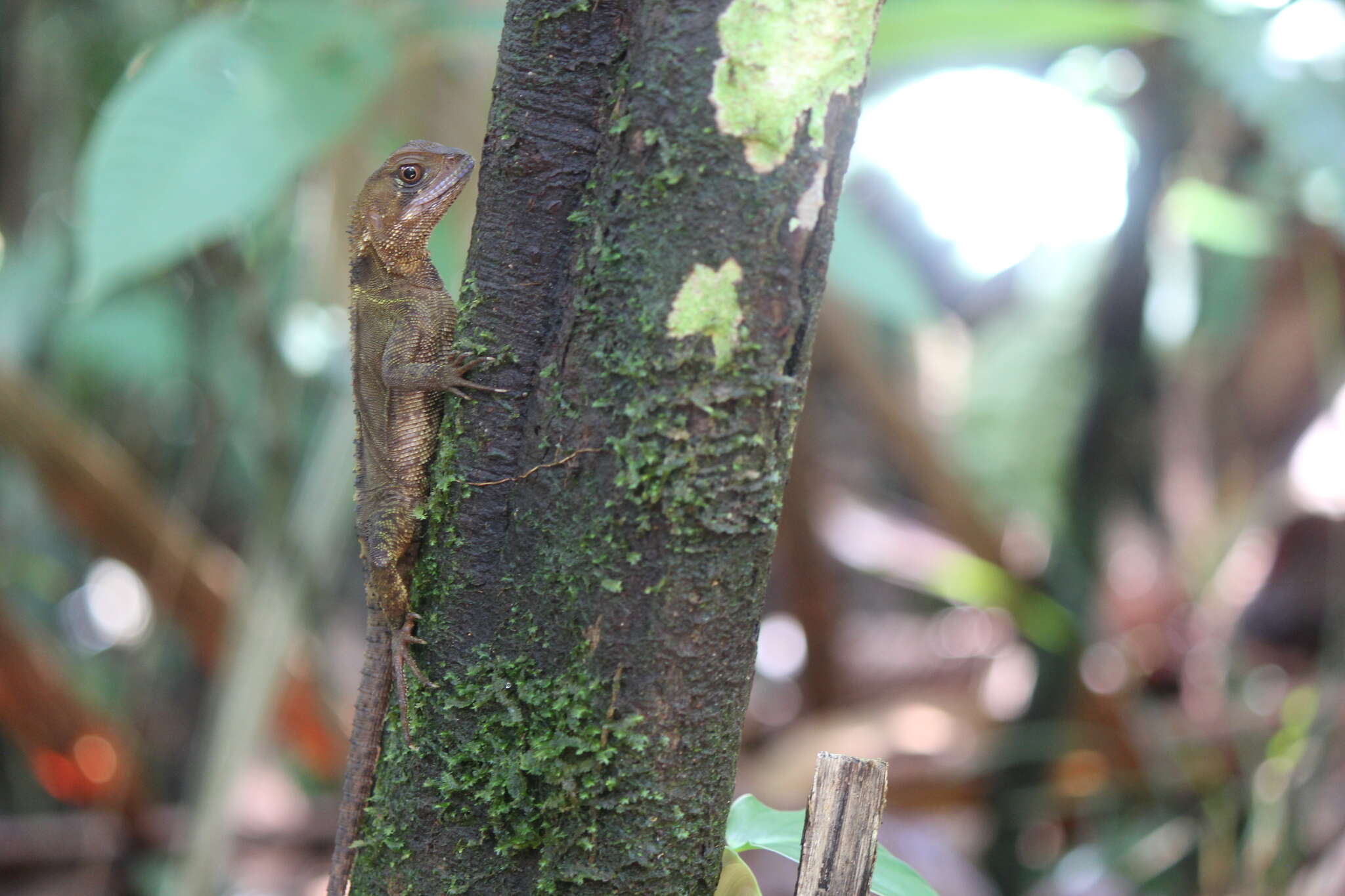 Image of Bocourt's Dwarf Iguana