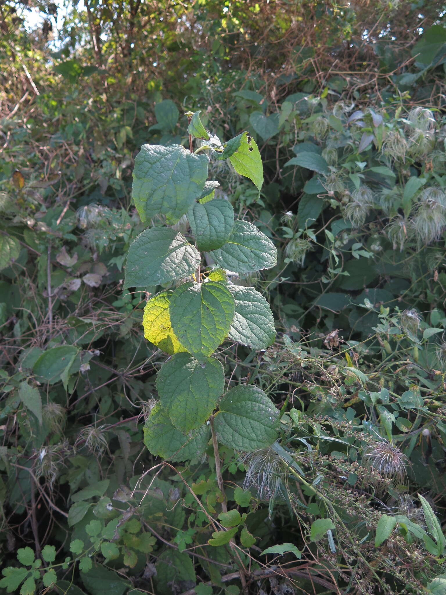 Image of Philadelphus tenuifolius Rupr. & Maxim.