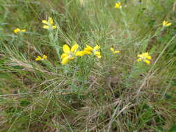 Слика од Genista hispanica subsp. hispanica