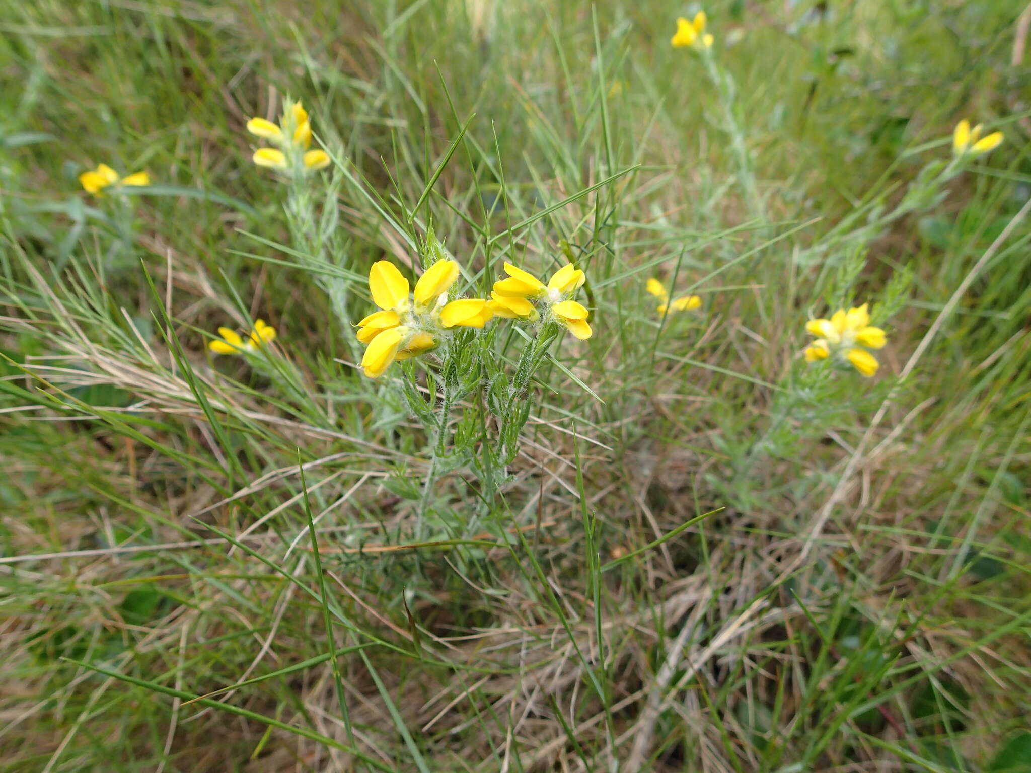 Image of Genista hispanica subsp. hispanica