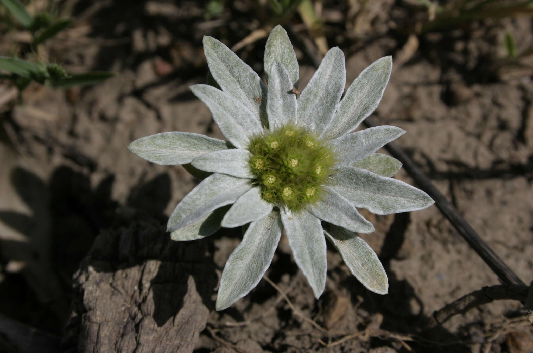 Image of Filago asterisciflora (Lam.) Sw.