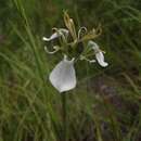 Image of Moraea pubiflora N. E. Br.