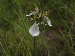 Image of Moraea pubiflora N. E. Br.
