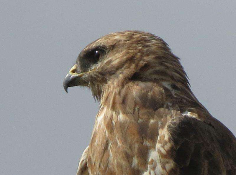 Imagem de Buteo buteo vulpinus (Gloger 1833)