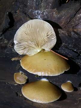 Image of Crepidotus mollis (Schaeff.) Staude 1857