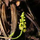 Image de Polystachya stenophylla Schltr.