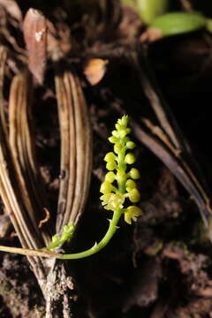 Image de Polystachya stenophylla Schltr.