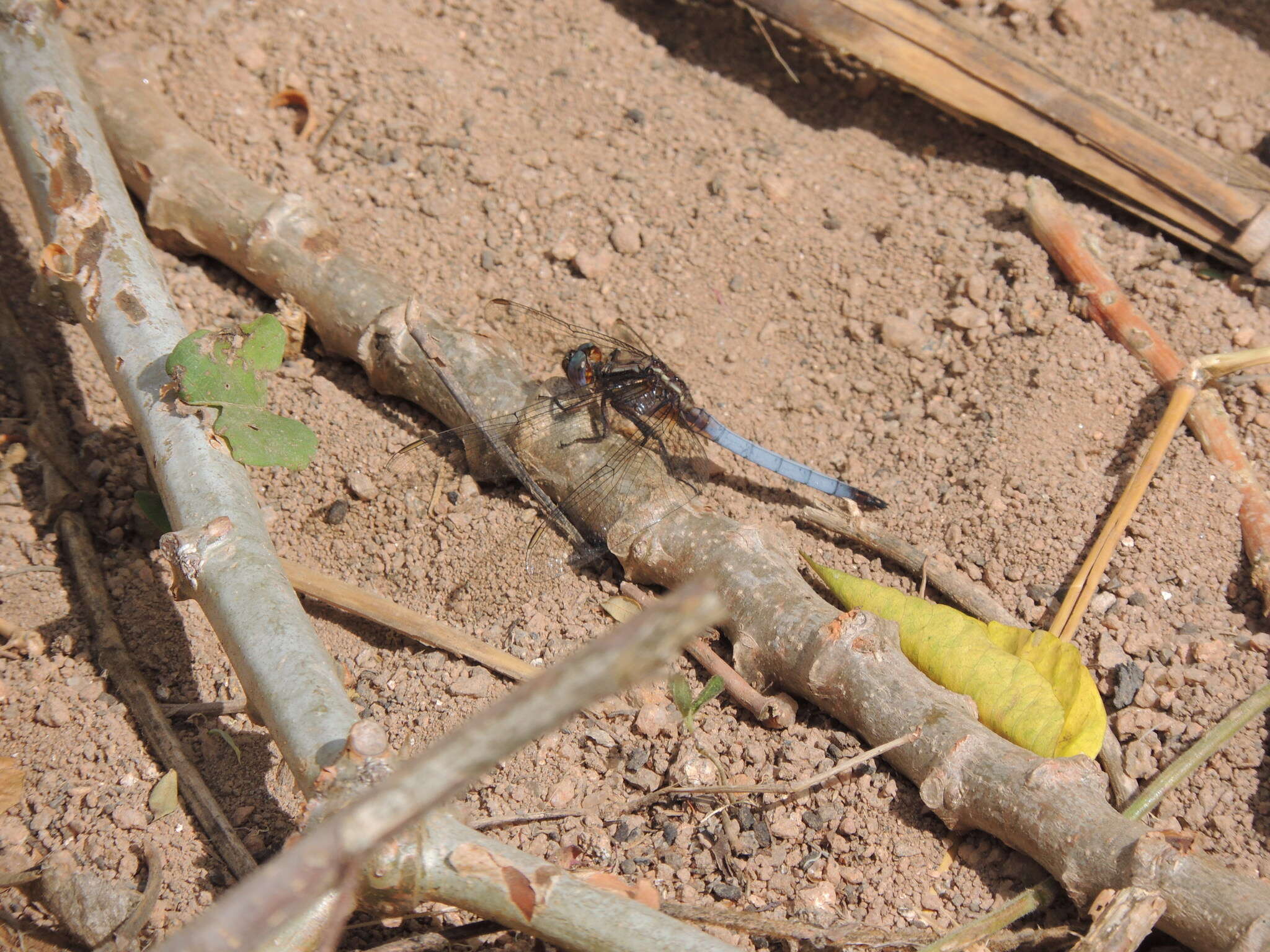 Image of Orthetrum azureum (Rambur 1842)