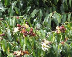 Image of Lafoensia acuminata (Ruiz & Pav.) DC.