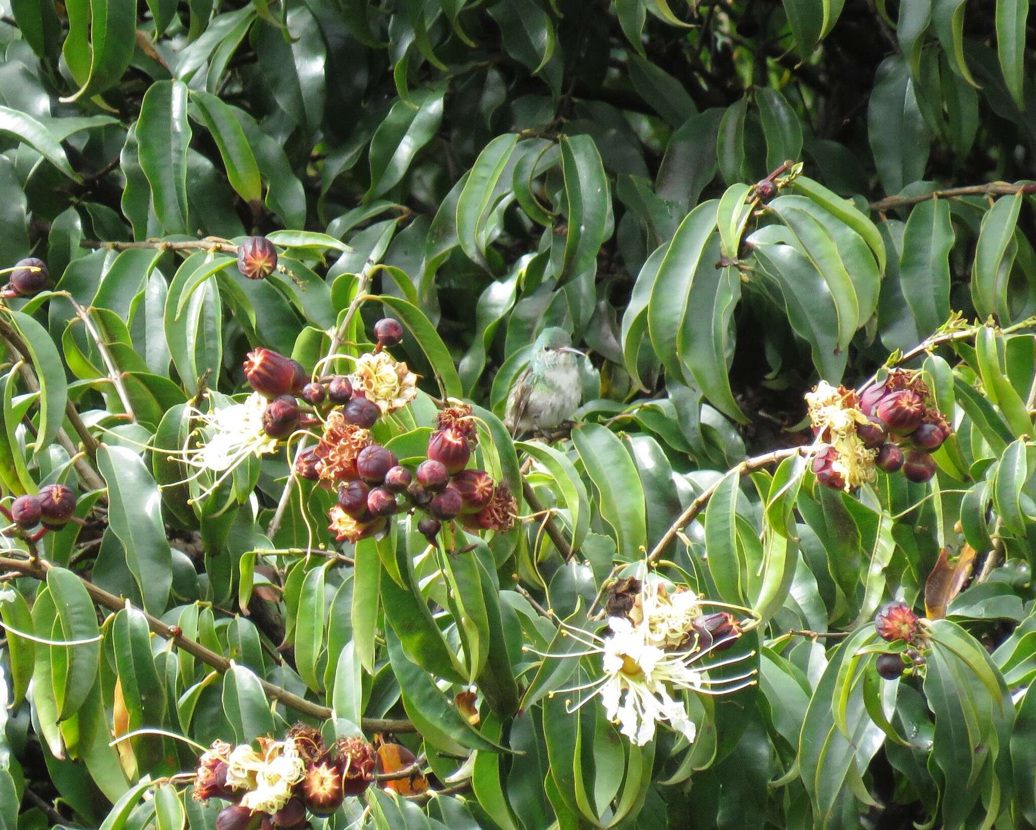 Image of Lafoensia acuminata (Ruiz & Pav.) DC.