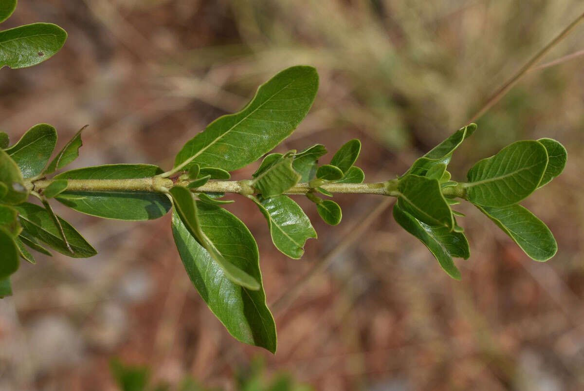 Plancia ëd Gardenia vilhelmii Domin