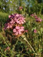 صورة Dianthus capitatus subsp. andrzejowskianus Zapal.