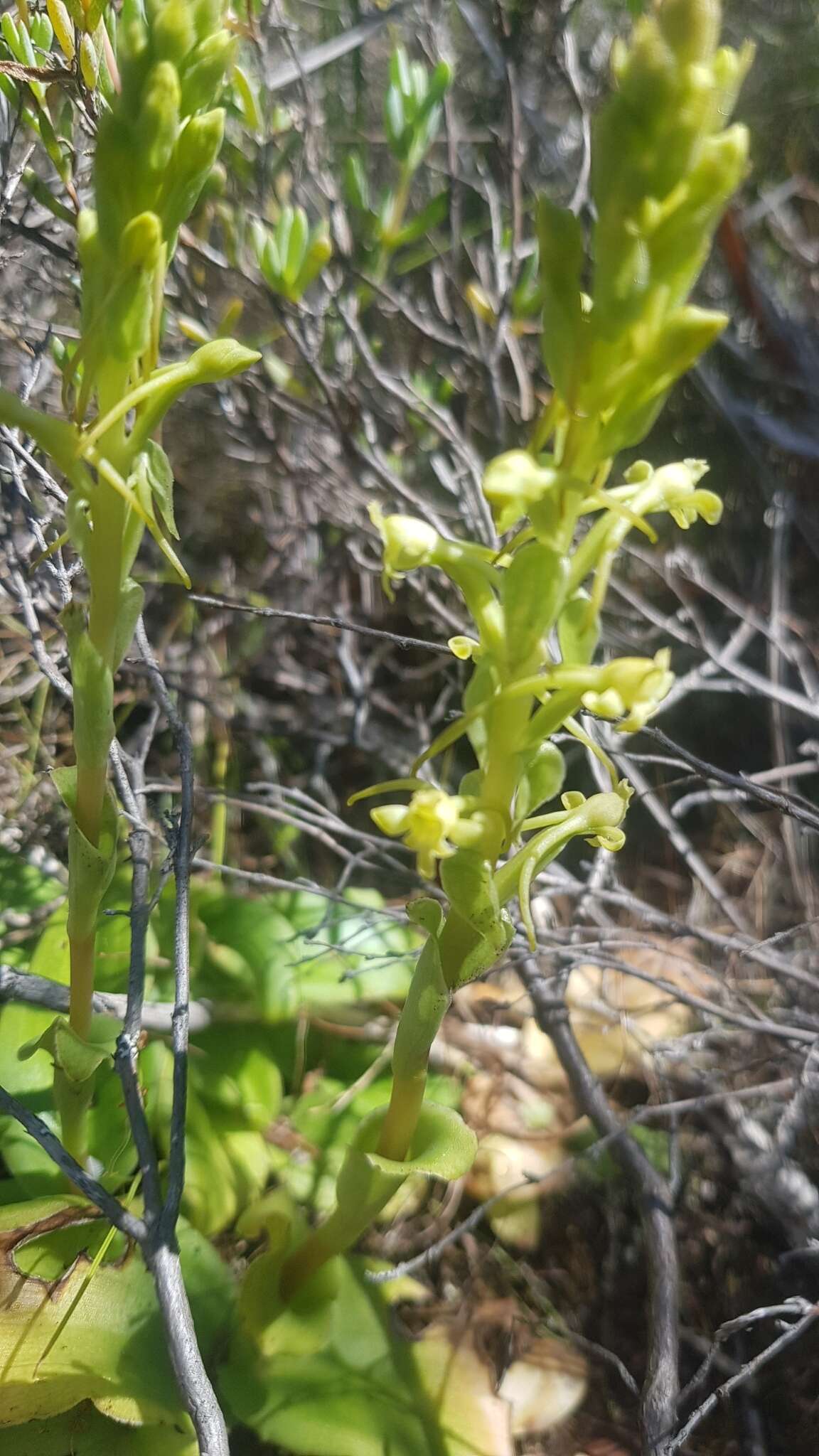 Image de Satyrium humile Lindl.