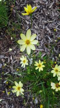 Image of whorled tickseed