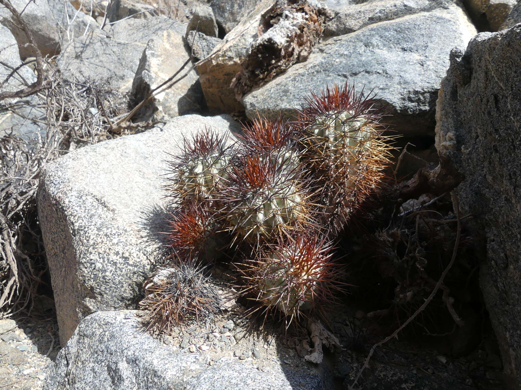 Imagem de Copiapoa calderiana subsp. atacamensis (Middled.) Mottram