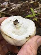 Image of Boletus semigastroideus Nuhn, Manfr. Binder, A. F. S. Taylor, Halling & Hibbett 2013