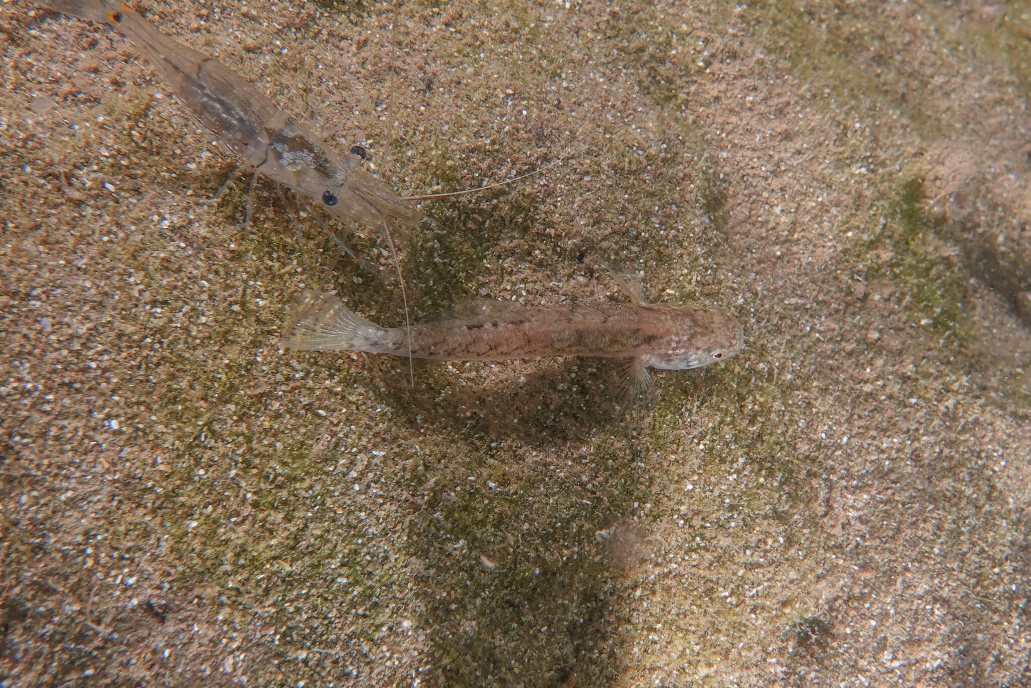 Image of Flat-backed goby