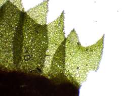 Image of Barbeyella minutissima