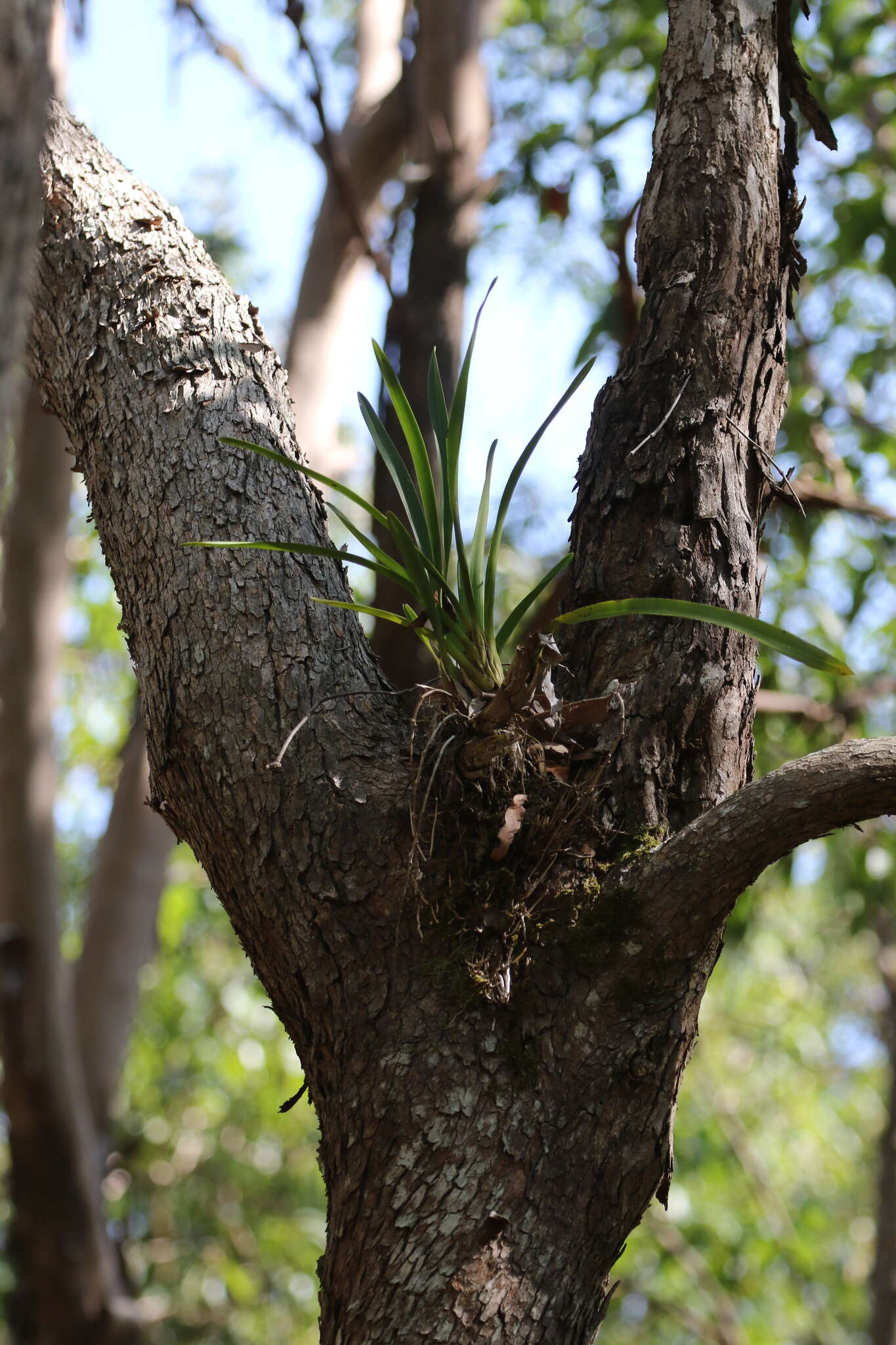 Image of Giant boat-lip orchid