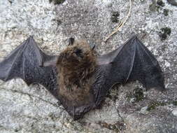 Myotis leibii (Audubon & Bachman 1842) resmi