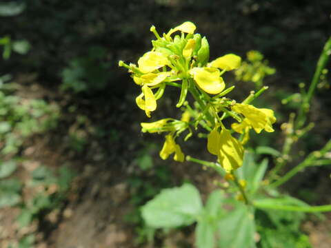 Image of charlock mustard