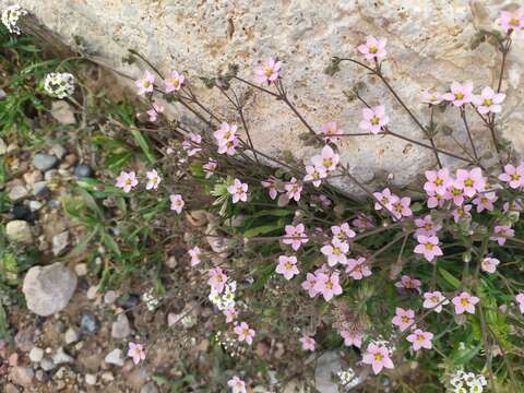 Слика од Rhodalsine geniculata (Poir.) F. N. Williams