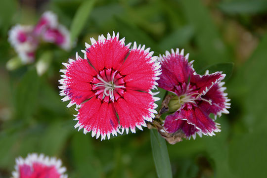 Image of China pink