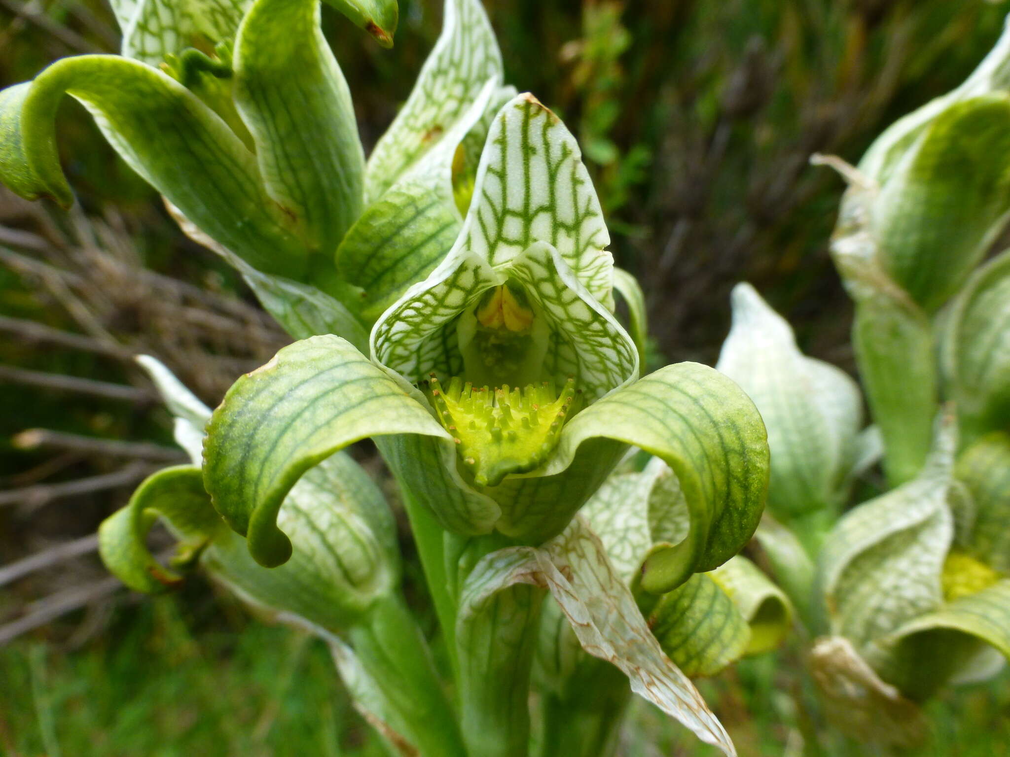 Plancia ëd Chloraea magellanica Hook. fil.