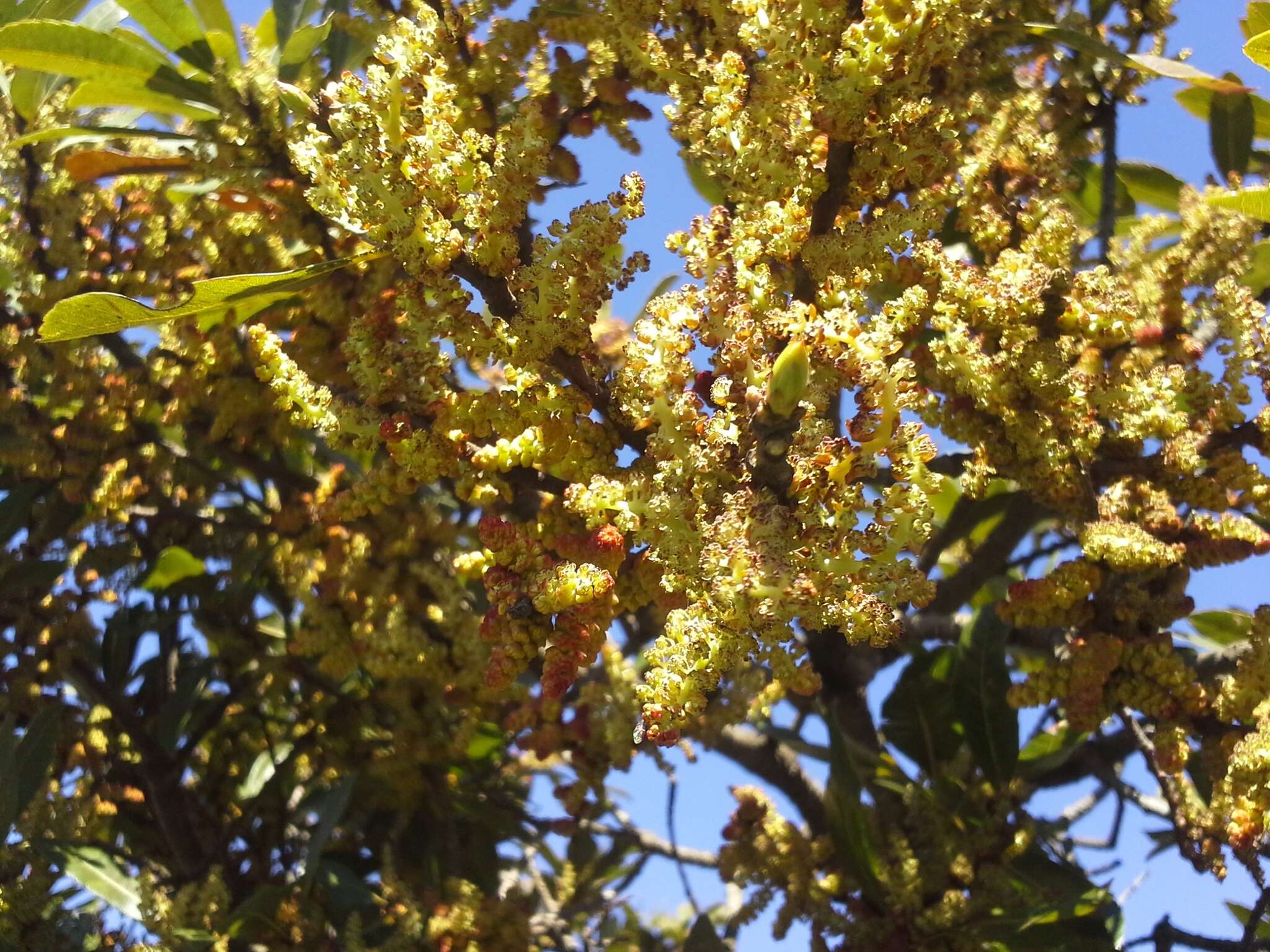 Image of Broad-leaved waxberry