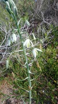 Image of Albuca canadensis (L.) F. M. Leight.