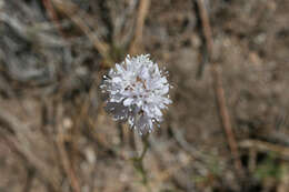 Image of foothill gilia