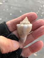 Image of Florida fighting conch