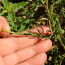 Sivun Hysterionica jasionoides Willd. kuva