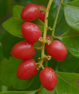 Image of Ganophyllum falcatum Bl.